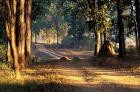 Rural Road, Kanha National Park, India