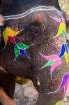 Elephant at Amber Fort, Rajasthan, Jaipur, India