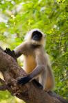 Monkey, Rajastan, India