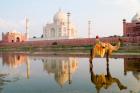 Young Boy on Camel, Taj Mahal Temple Burial Site at Sunset, Agra, India