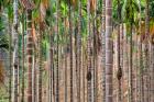 Beetle nut tree trunk detail, Bajengdoba, Meghalaya, India