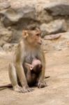 India, Mumbai, Elephanta Caves, monkeys