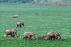 Asian Elephant in Kaziranga National Park, India