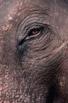 Asian Elephant's Eye, Kaziranga National Park, India