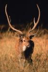 Chital in Bandhavgarh National Park, India