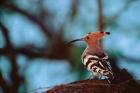 Common Hoopoe in Bandhavgarh National Park, India