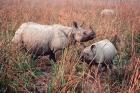 Indian Rhinoceros in Kaziranga National Park, India