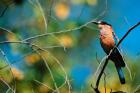 Indian Roller in Bandhavgarh National Park, India