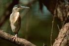 Little Heron in Bandhavgarh National Park, India