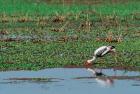 Painted Stork by the water, India
