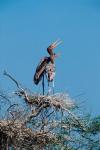 A pair of Painted Stork in a tree, India