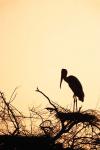 Painted Stork in Bandhavgarh National Park, India