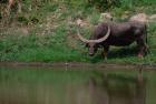 Water Buffalo in Kaziranga National Park, India