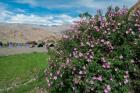 Pink roses at campsite near the Hemis Monastery, Ladakh, India