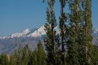 India, Ladakh, Leh, Trees in front of snow-capped mountains