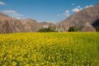 Mustard flowers and mountains in Alchi, Ladakh, India