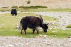 India, Jammu and Kashmir, Ladakh, yaks eating grass on a dry creek bed