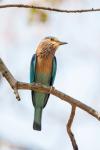 India, Madhya Pradesh, Bandhavgarh National Park An Indian Roller Posing On A Tree Branch