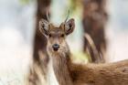 India, Madhya Pradesh, Kanha National Park Headshot Of A Young Male Barasingha