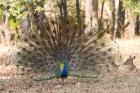India, Madhya Pradesh, Kanha National Park A Male Indian Peafowl Displays His Brilliant Feathers