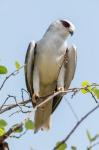 India, Madhya Pradesh, Kanha National Park Portrait Of A Black-Winged Kite On A Branch