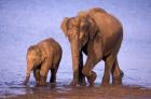 Pair of Asian Elephants, Nagarhole National Park, India