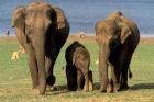 Asian Elephant Family, Nagarhole National Park, India
