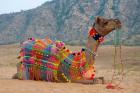 Brightly decorated camel, Pushkar, Rajasthan, India.