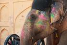 Decorated elephant at the Amber Fort, Jaipur, Rajasthan, India.
