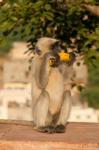 Langur Monkey holding a banana, Amber Fort, Jaipur, Rajasthan, India.
