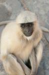 Langur Monkey, Amber Fort, Jaipur, Rajasthan, India.
