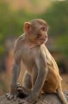 Young Rhesus monkey, Monkey Temple, Jaipur, Rajasthan, India.