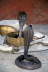 Snake Charming, Oris, India