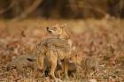 Jackal With Pups, Madhya Pradesh, Pench National Park, India