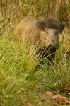 Indian Wild Boar, Madhya Pradesh, Kanha National Park, India