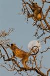 Pair of Hanuman Langur, Kanha National Park, India