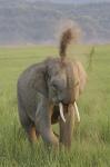 Elephant dust bath, Corbett NP, Uttaranchal, India