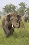 Elephant Greeting, Corbett National Park, Uttaranchal, India