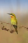 Bluetailed Bee eater, Corbett NP, Uttaranchal, India