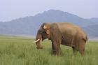 Elephant in the grass, Corbett NP, Uttaranchal, India