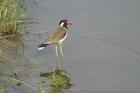 Redwattled Lapwing bird, Corbett NP, India.