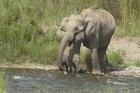 Elephant on riverbank, Corbett NP, Uttaranchal, India