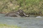 Elephant taking bath, Corbett NP, Uttaranchal, India