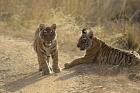 Young Royal Bengal Tiger, Ranthambhor National Park, India