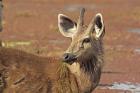 Young Sambar stag, Ranthambhor National Park, India.