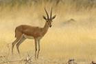 The Chinkara, Ranthambhor National Park, India