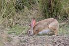 Indian Hare wildlife, Ranthambhor NP, India