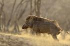 Wild Boar, Ranthambhor National Park, India