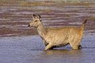 Sambar wildlife, lake, Ranthambhor NP, India