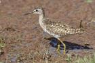 Green Sandpiper, Ranthambhor National Park, India.